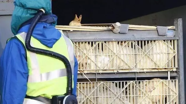İngiltere'de yüksek derecede bulaşıcı 'kuş gribi' salgını İngiltere'de yüksek derecede bulaşıcı 'kuş gribi' salgını