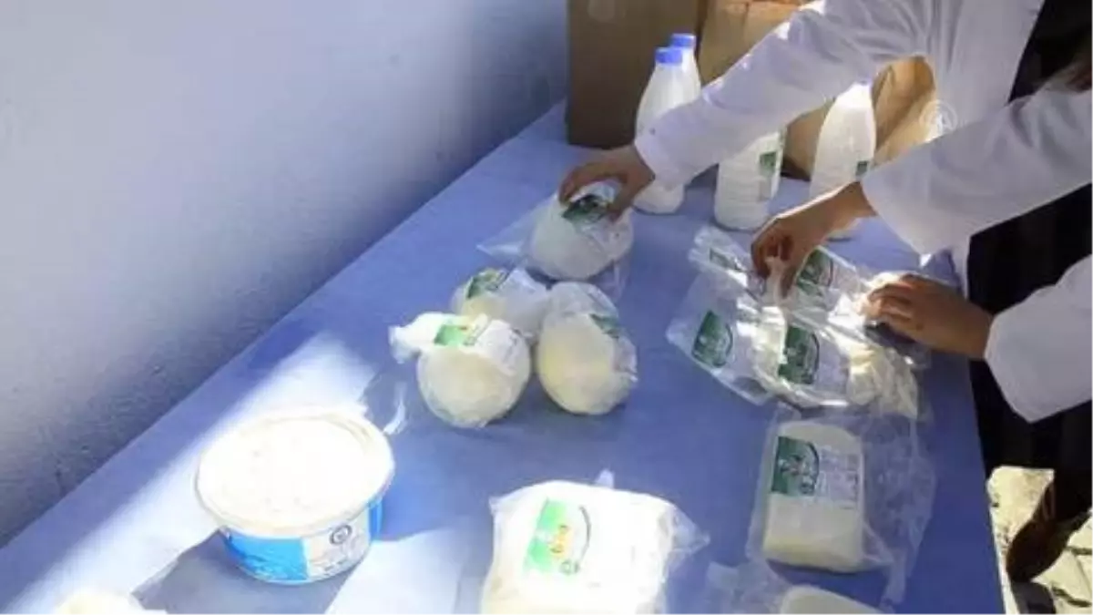 Kaşar peyniri üretim tesisi kuruldu