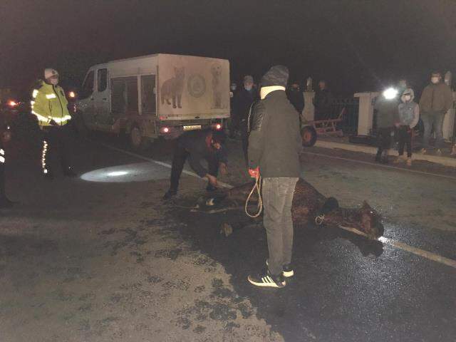 Otomobilin çarptığı yaralı atın tedavisi 'yılan' hikayesine döndü