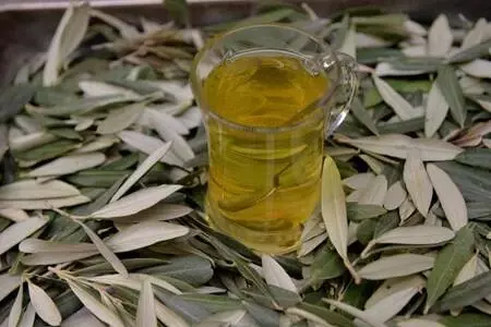 Salgında zeytin yaprağına rağbet arttı: Virüse karşı etkili oluyor