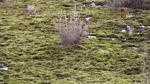 - Şırnak'ta yosunlar dağları kapladı - Şırnak'ta yosunlar dağları kapladı