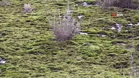 - Şırnak'ta yosunlar dağları kapladı - Şırnak'ta yosunlar dağları kapladı