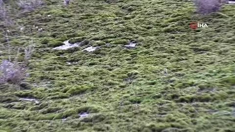 - Şırnak'ta yosunlar dağları kapladı - Şırnak'ta yosunlar dağları kapladı