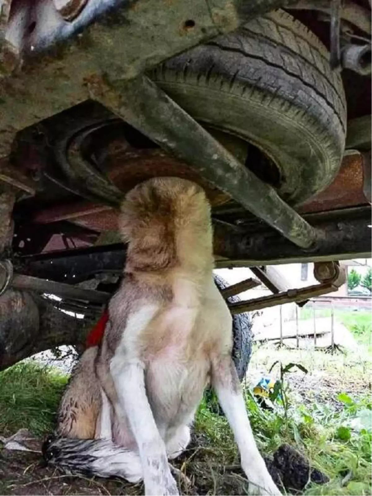 Sultanbeyli'de, kafasını stepne lastiğine sıkıştıran köpeği itfaiye kurtardı