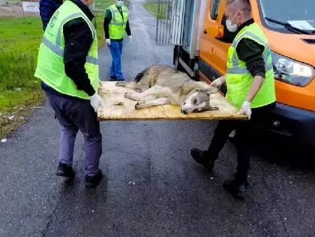 Sultanbeyli'de, kafasını stepne lastiğine sıkıştıran köpeği itfaiye kurtardı