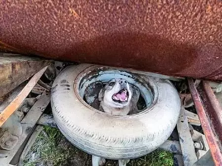 Sultanbeyli'de, kafasını stepne lastiğine sıkıştıran köpeği itfaiye kurtardı