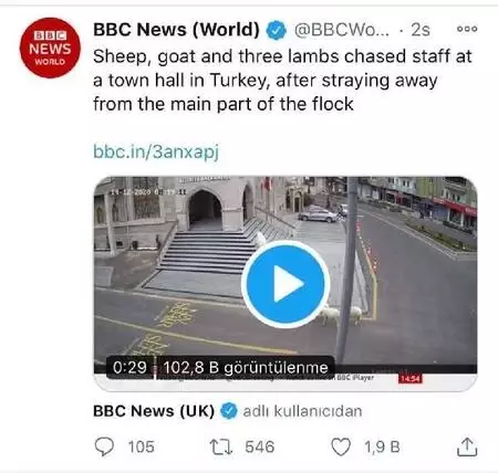 Belediye binasına girerken görüntülenen hayvanlar dünya basınında Belediye binasına girerken görüntülenen hayvanlar dünya basınında