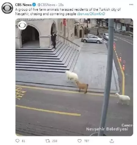 Belediye binasına girerken görüntülenen hayvanlar dünya basınında Belediye binasına girerken görüntülenen hayvanlar dünya basınında