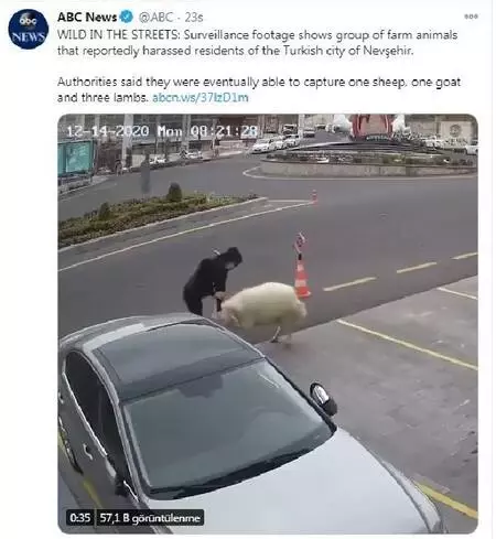 Belediye binasına girerken görüntülenen hayvanlar dünya basınında Belediye binasına girerken görüntülenen hayvanlar dünya basınında