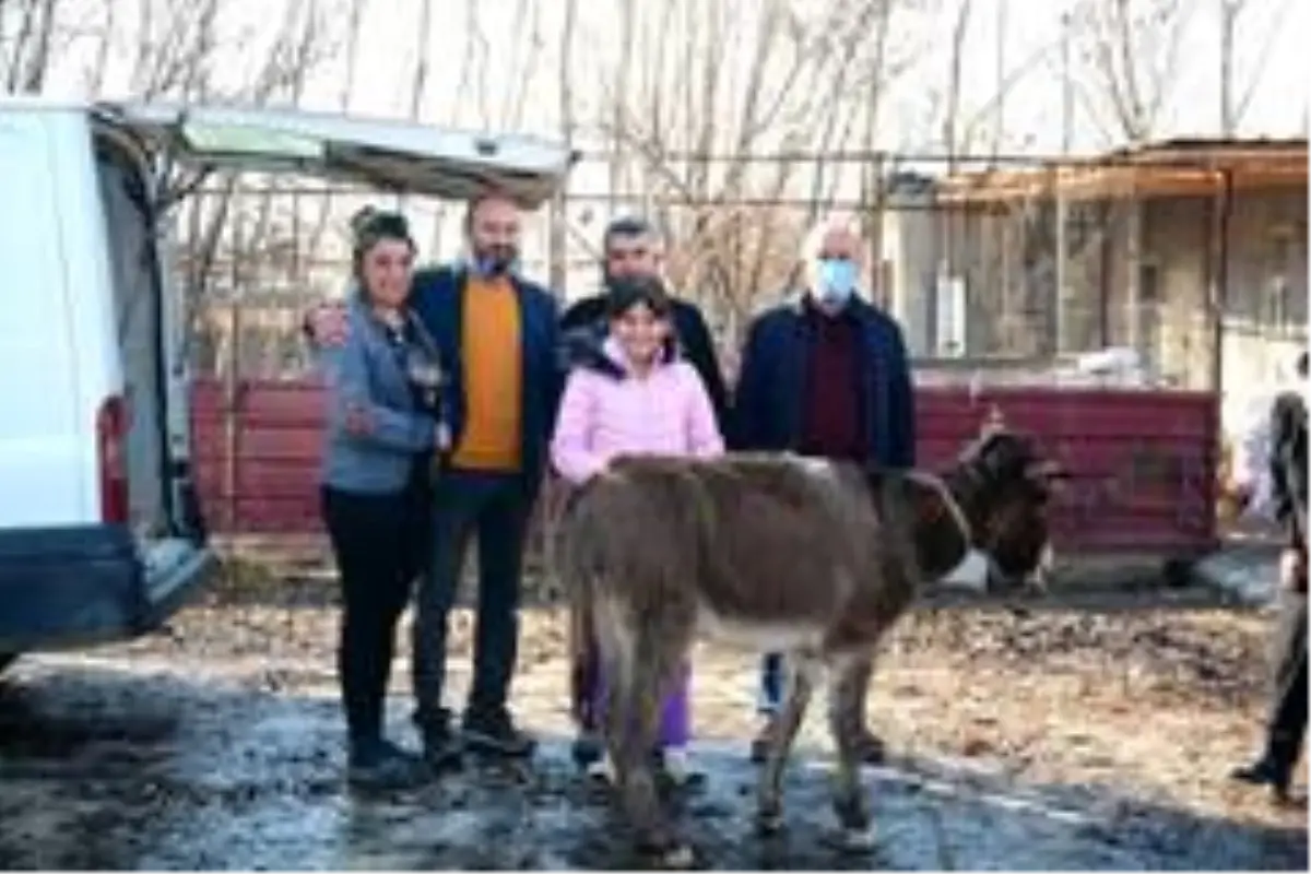 Eziyet edilen eşek, İzmir'e gönderildi