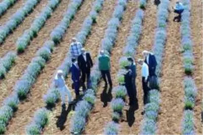 Konya, lavantanın merkezi olacak Konya, lavantanın merkezi olacak