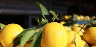 Okaliptüs ve limon yağının Kovid-19' karşı koruyuculuğu kanıtlandı