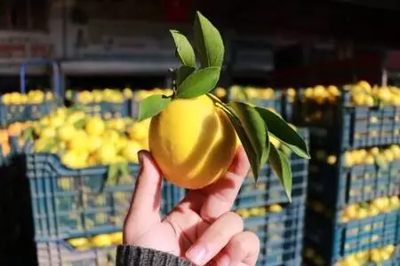 Okaliptüs ve limon yağının Kovid-19' karşı koruyuculuğu kanıtlandı Okaliptüs ve limon yağının Kovid-19' karşı koruyuculuğu kanıtlandı