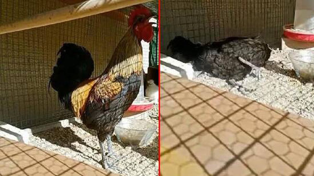 Öterken bayılan Denizli horozu için 25 bin lira değerinde otomobil teklif edildi