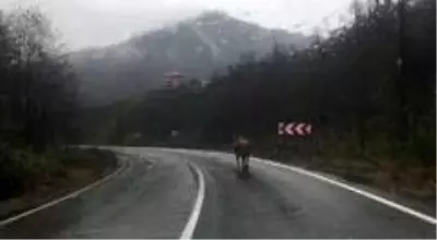 Rize'de ahırdan kaçan inek sahibine zor anlar yaşattı Rize'de ahırdan kaçan inek sahibine zor anlar yaşattı