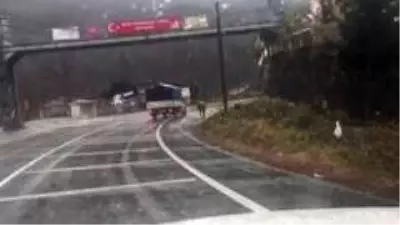 Rize'de ahırdan kaçan inek sahibine zor anlar yaşattı Rize'de ahırdan kaçan inek sahibine zor anlar yaşattı