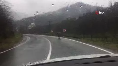 Rize'de ahırdan kaçan inek sahibine zor anlar yaşattı Rize'de ahırdan kaçan inek sahibine zor anlar yaşattı