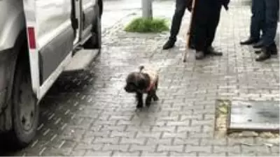 Sahibi bıçaklanan köpek, ambulansın başında böyle bekledi Sahibi bıçaklanan köpek, ambulansın başında böyle bekledi