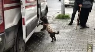 Sahibi bıçaklanan köpek, ambulansın başında böyle bekledi Sahibi bıçaklanan köpek, ambulansın başında böyle bekledi