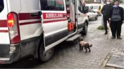 Sahibi bıçaklanan köpek, ambulansın başında böyle bekledi Sahibi bıçaklanan köpek, ambulansın başında böyle bekledi
