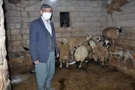 Tarlaya bırakılan gübreyi yiyen hayvanlarının yarısı öldü Tarlaya bırakılan gübreyi yiyen hayvanlarının yarısı öldü