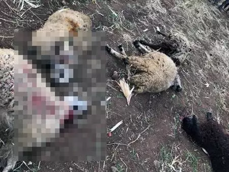 Tarlaya bırakılan gübreyi yiyen hayvanlarının yarısı öldü Tarlaya bırakılan gübreyi yiyen hayvanlarının yarısı öldü