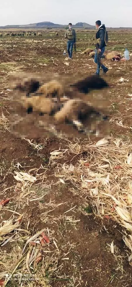 Tarlaya bırakılan gübreyi yiyen hayvanlarının yarısı öldü Tarlaya bırakılan gübreyi yiyen hayvanlarının yarısı öldü