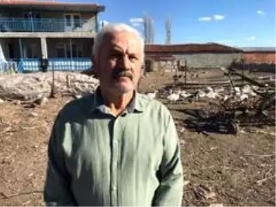 Yetiştirdiği kazlar adeta kapışılıyor Yetiştirdiği kazlar adeta kapışılıyor
