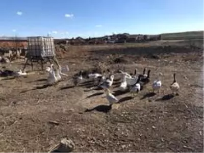 Yetiştirdiği kazlar adeta kapışılıyor Yetiştirdiği kazlar adeta kapışılıyor