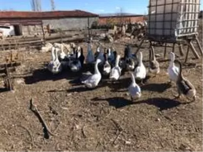 Yetiştirdiği kazlar adeta kapışılıyor Yetiştirdiği kazlar adeta kapışılıyor