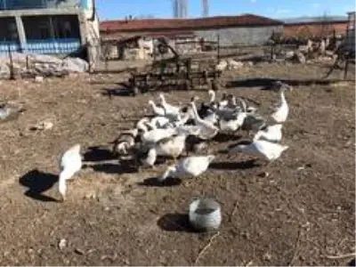 Yetiştirdiği kazlar adeta kapışılıyor Yetiştirdiği kazlar adeta kapışılıyor