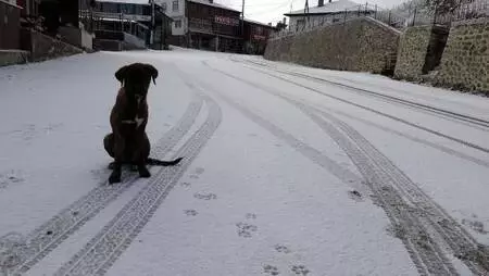 Zigana Dağı'nda kar başladı, seyirlik manzara oluştu Zigana Dağı'nda kar başladı, seyirlik manzara oluştu