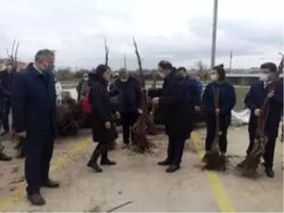 Bafra'da üreticilere 2 bin 500 ceviz fidanı dağıtıldı Bafra'da üreticilere 2 bin 500 ceviz fidanı dağıtıldı