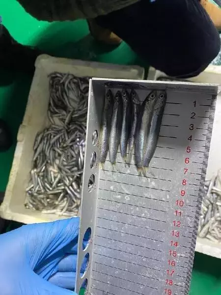 Boy sınırı altındaki 20 ton hamsiye el konuldu Boy sınırı altındaki 20 ton hamsiye el konuldu
