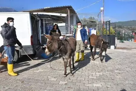 Cinsel saldırıya uğrayan buzağı ve annesi ile dövülen eşek İzmir'de Cinsel saldırıya uğrayan buzağı ve annesi ile dövülen eşek İzmir'de