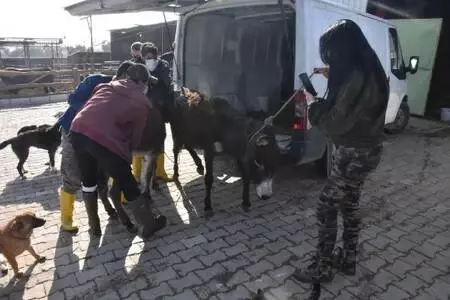 Cinsel saldırıya uğrayan buzağı ve annesi ile dövülen eşek İzmir'de Cinsel saldırıya uğrayan buzağı ve annesi ile dövülen eşek İzmir'de