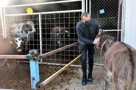 Cinsel saldırıya uğrayan buzağı ve annesi ile dövülen eşek İzmir'de Cinsel saldırıya uğrayan buzağı ve annesi ile dövülen eşek İzmir'de
