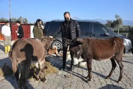 Cinsel saldırıya uğrayan buzağı ve annesi ile dövülen eşek İzmir'de Cinsel saldırıya uğrayan buzağı ve annesi ile dövülen eşek İzmir'de