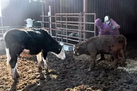 Cinsel saldırıya uğrayan buzağı ve annesi ile dövülen eşek İzmir'de Cinsel saldırıya uğrayan buzağı ve annesi ile dövülen eşek İzmir'de
