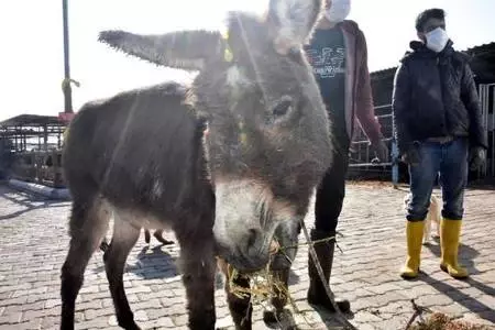 Cinsel saldırıya uğrayan buzağı ve annesi ile dövülen eşek İzmir'de Cinsel saldırıya uğrayan buzağı ve annesi ile dövülen eşek İzmir'de