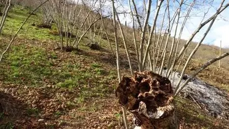 'Drakula böceği'nin tehdit ettiği fındık ağaçları sökülüp, yakılıyor 'Drakula böceği'nin tehdit ettiği fındık ağaçları sökülüp, yakılıyor