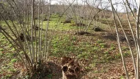 'Drakula böceği'nin tehdit ettiği fındık ağaçları sökülüp, yakılıyor 'Drakula böceği'nin tehdit ettiği fındık ağaçları sökülüp, yakılıyor