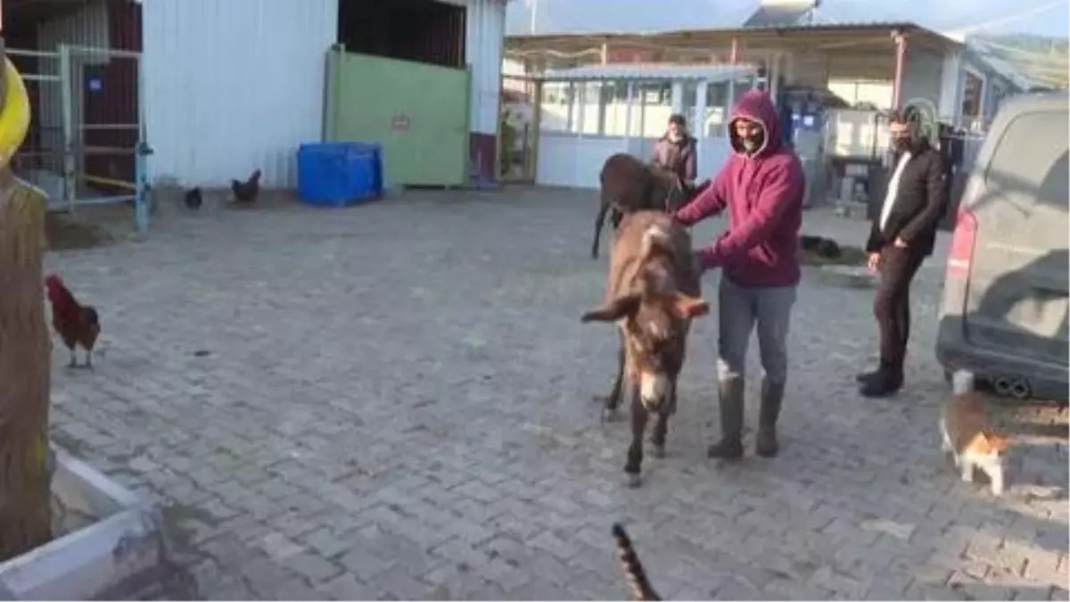 Kahramanmaraş'ta işkenceye uğradığı iddia edilen eşek İzmir'e getirildi
