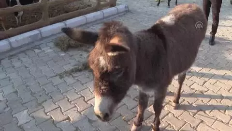 Kahramanmaraş'ta işkenceye uğradığı iddia edilen eşek İzmir'e getirildi