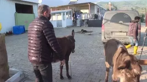 Kahramanmaraş'ta işkenceye uğradığı iddia edilen eşek İzmir'e getirildi