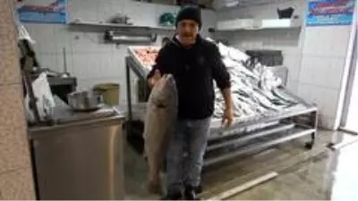 Karadeniz'de Kötek bereketi Karadeniz'de Kötek bereketi