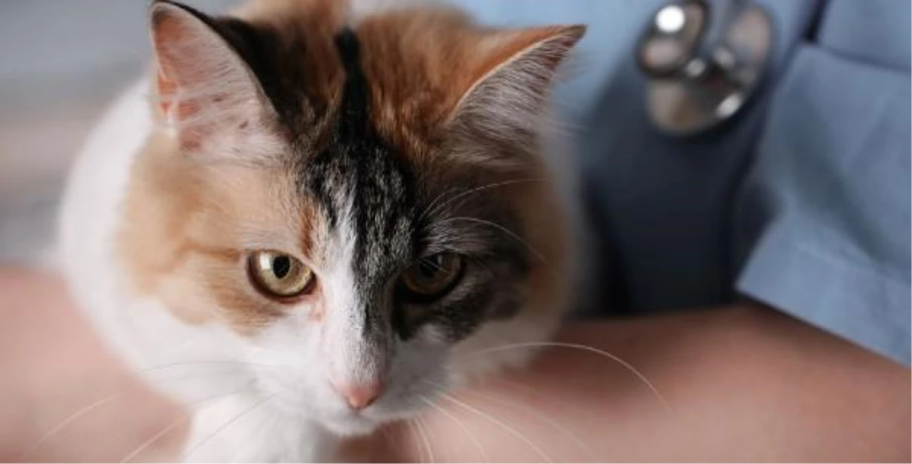 Kedilerin yarısından fazlası düzenli sağlık kontrolünden geçirilmiyor