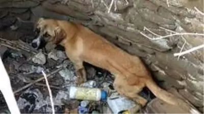 Kuyuya düşen köpeği itfaiye kurtardı Kuyuya düşen köpeği itfaiye kurtardı