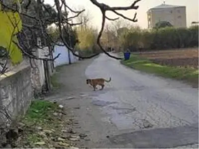 Kuyuya düşen köpeği itfaiye kurtardı Kuyuya düşen köpeği itfaiye kurtardı