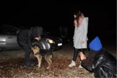 Ormana terk edilen sokak köpeklerini beslemek için kilometrelerce yol gidiyorlar